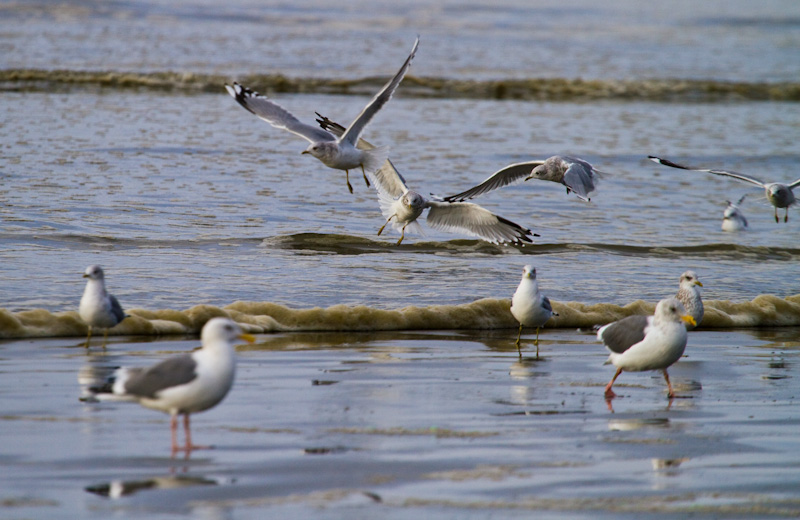 Gulls On Beach